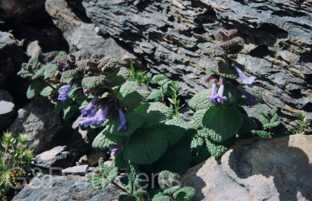 Nepal 99 790 ergebnis