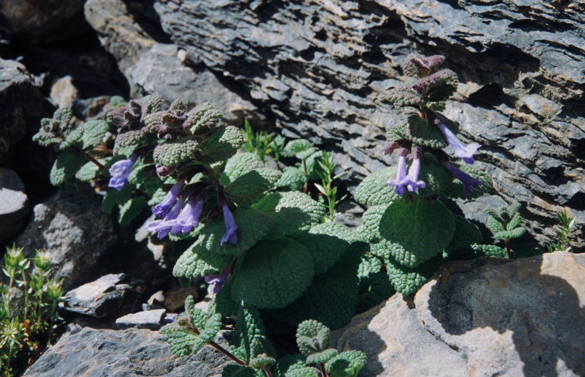 Marmoritis nivalis — Lamiaceae