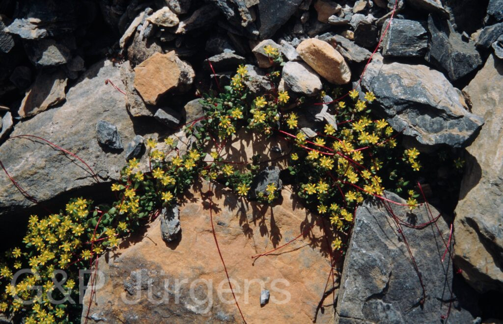 Nepal 99 792 ergebnis