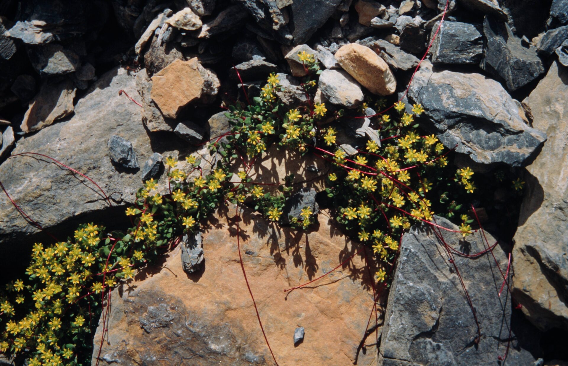 Saxifraga consanguinea — Saxifragaceae