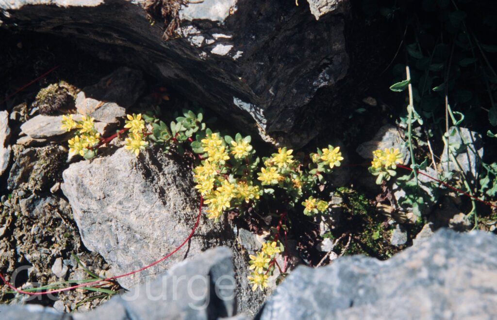 Nepal 99 793 ergebnis