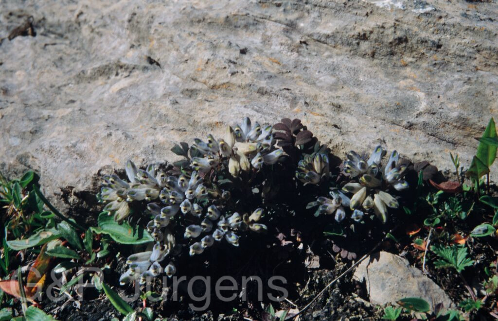 Nepal 99 794 ergebnis