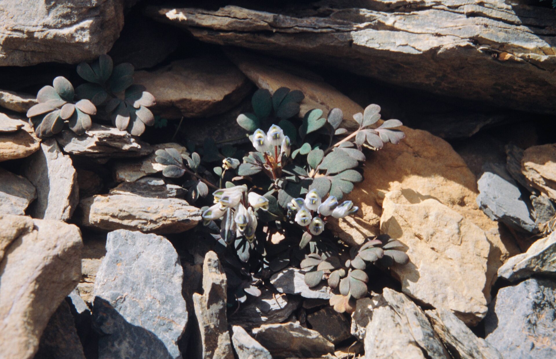 Corydalis latiflora — Papaveraceae