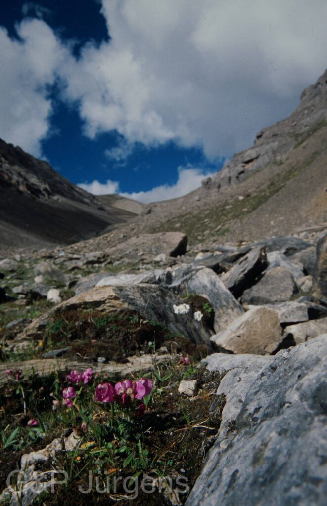 Nepal 99 796 ergebnis