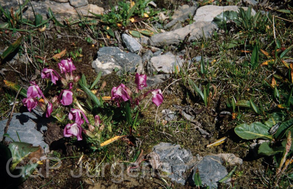 Nepal 99 797 ergebnis