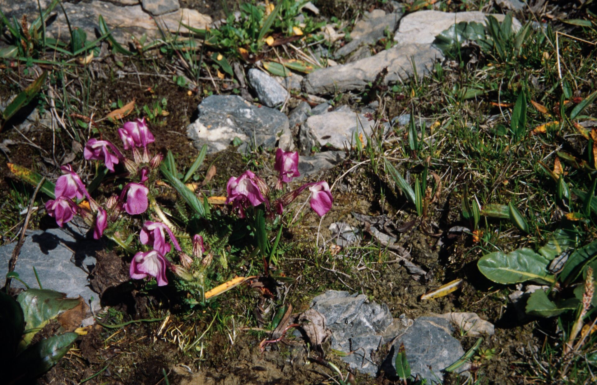 Pedicularis rhinanthoides subst. labellata — Orobanchaceae