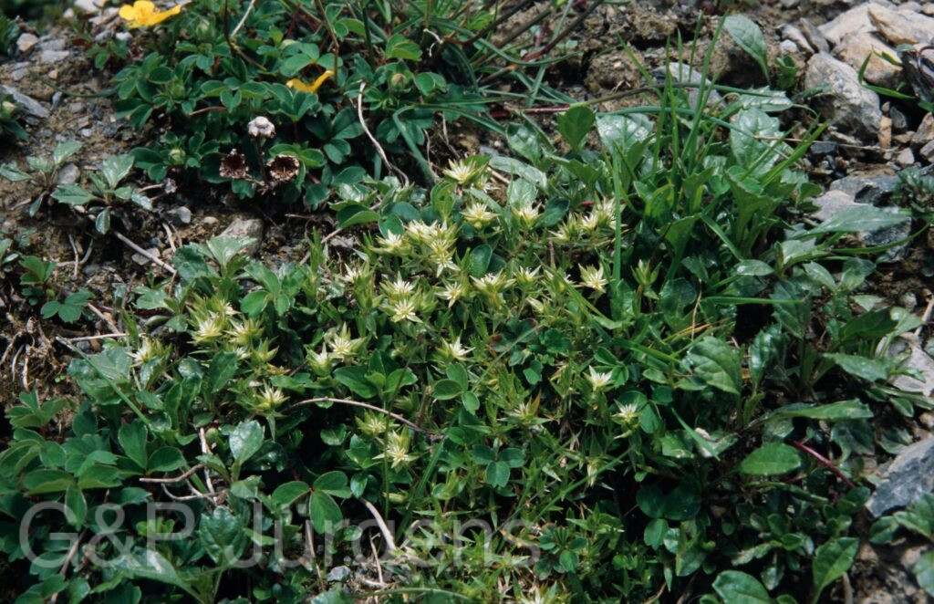 Nepal 99 799 ergebnis