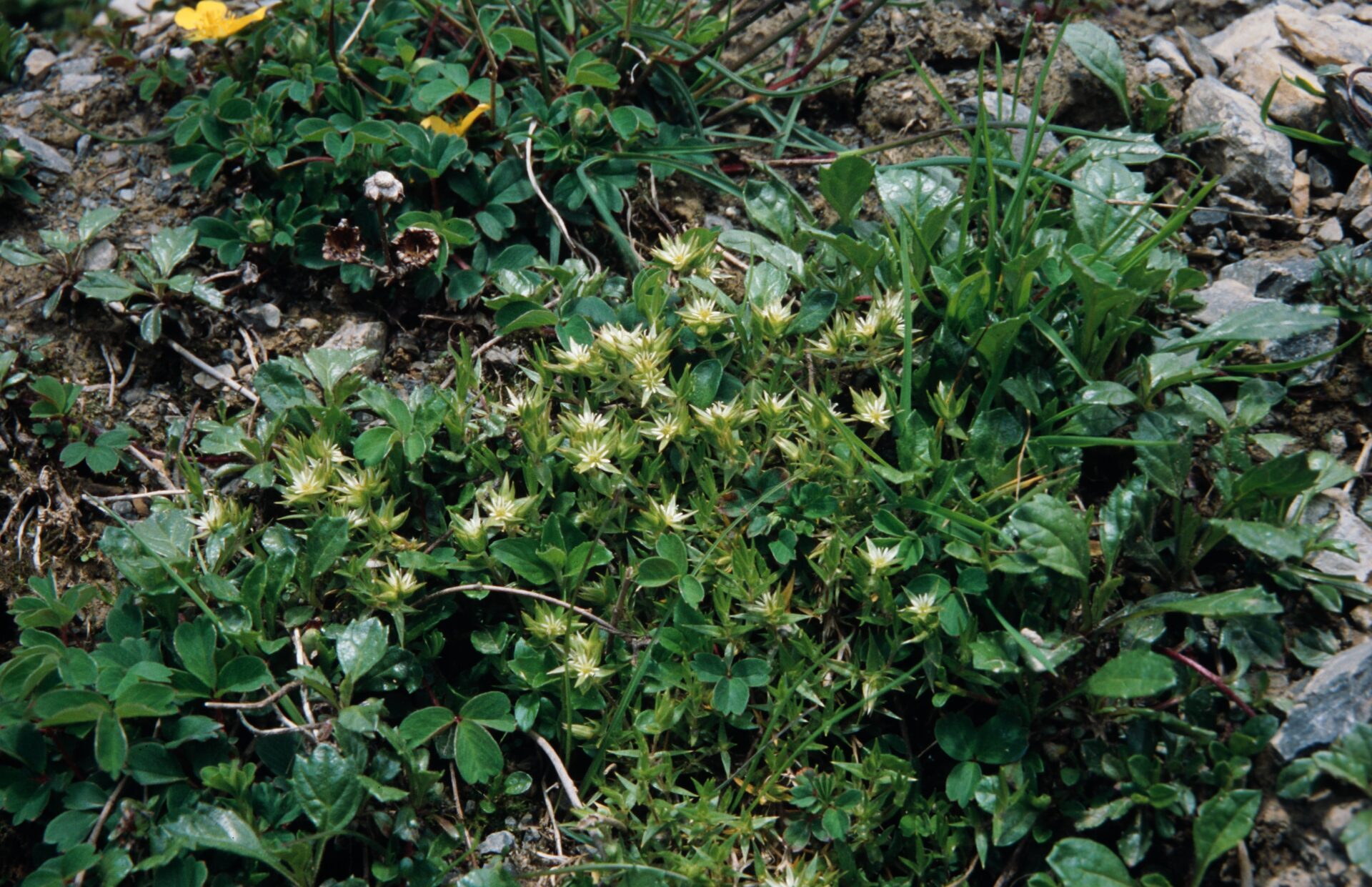 Stellaria congestiflora — Caryophyllaceae
