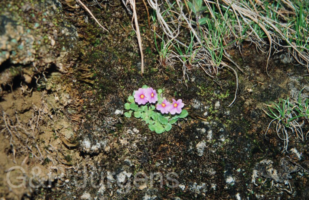 Nepal 99 815 ergebnis