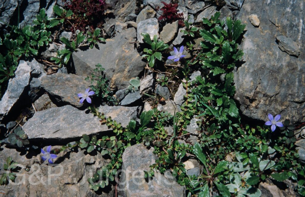 Nepal 99 855 ergebnis