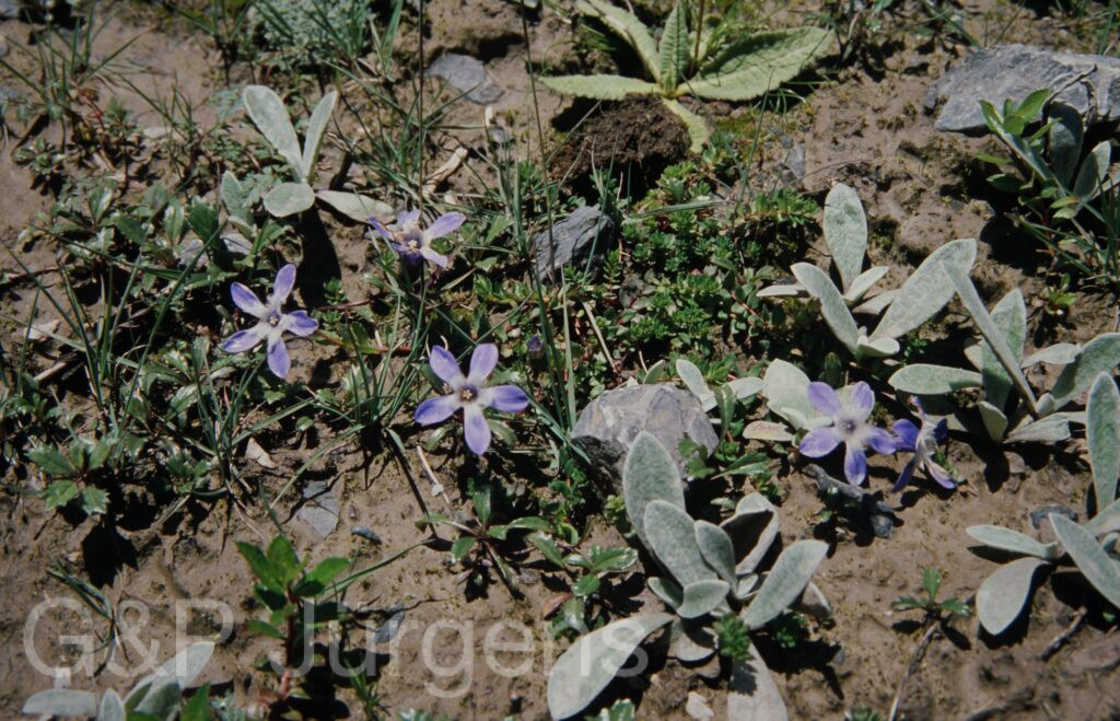 Nepal 99 856 ergebnis
