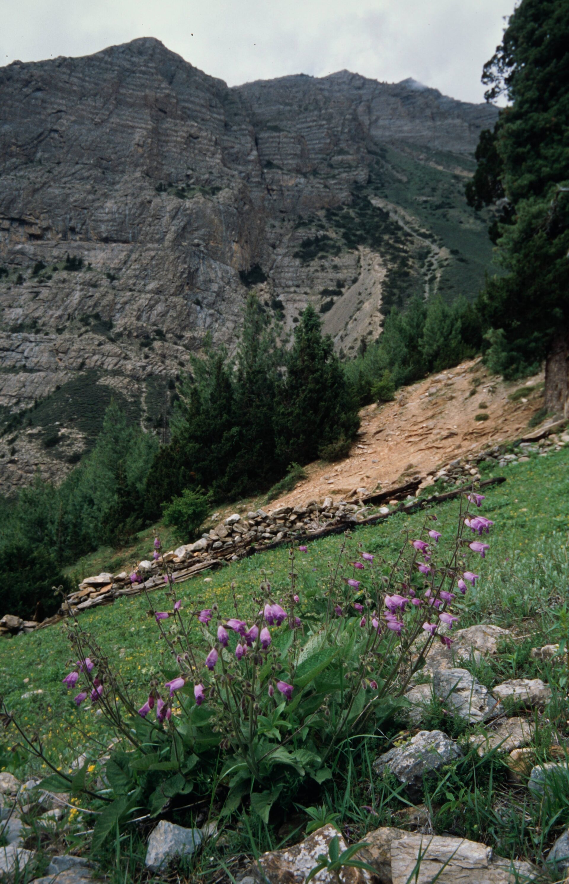 Salvia hians — Lamiaceae