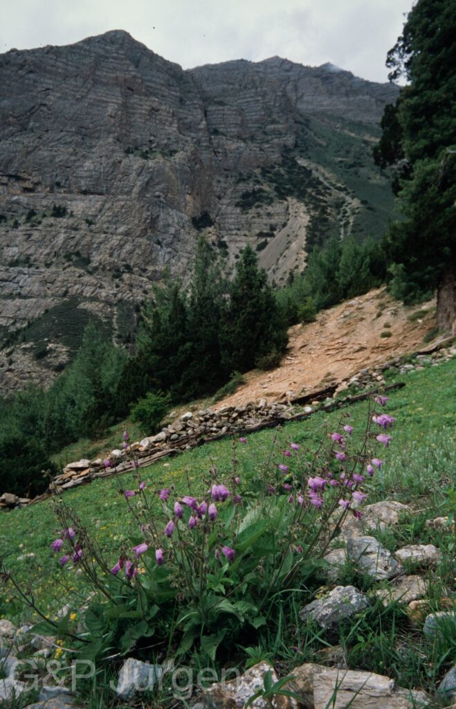 Nepal 99 867 ergebnis