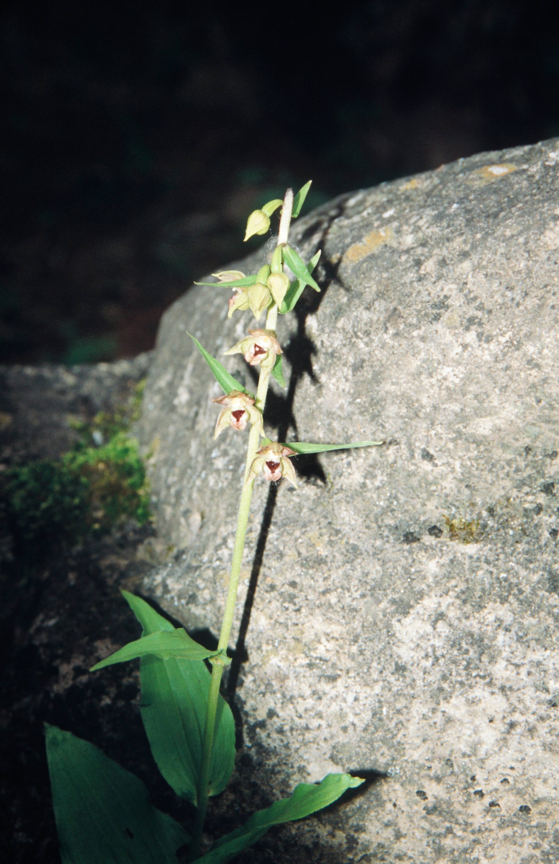 Epipactis helleborine — Orchideaceae