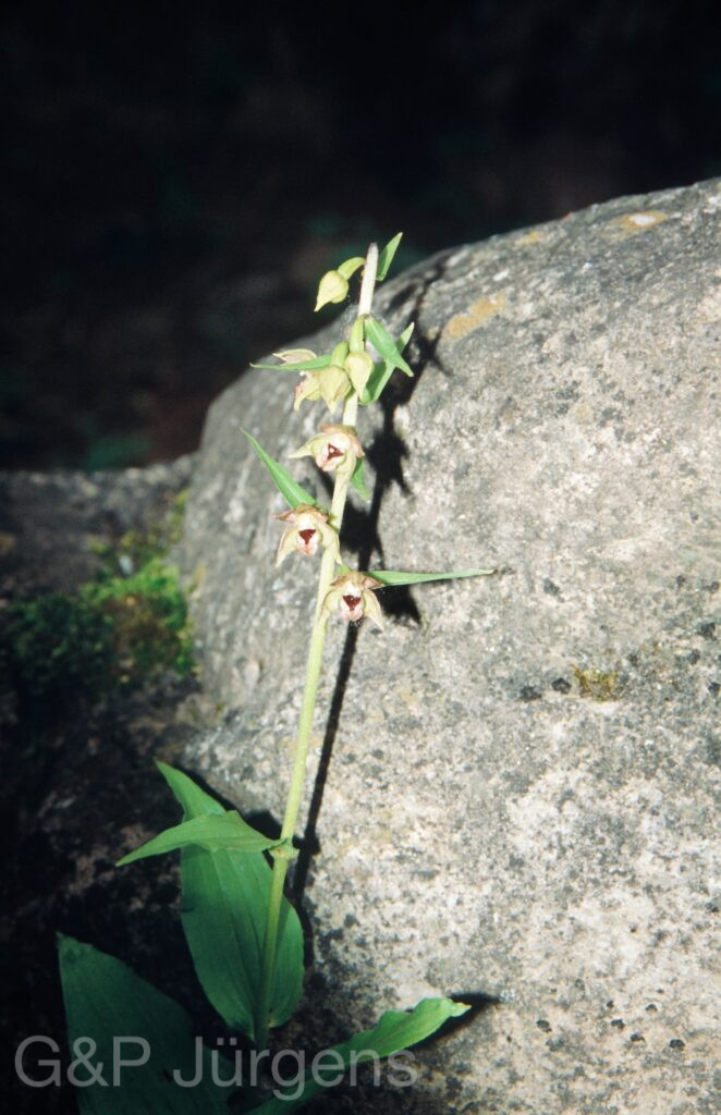 Nepal 99 880 ergebnis