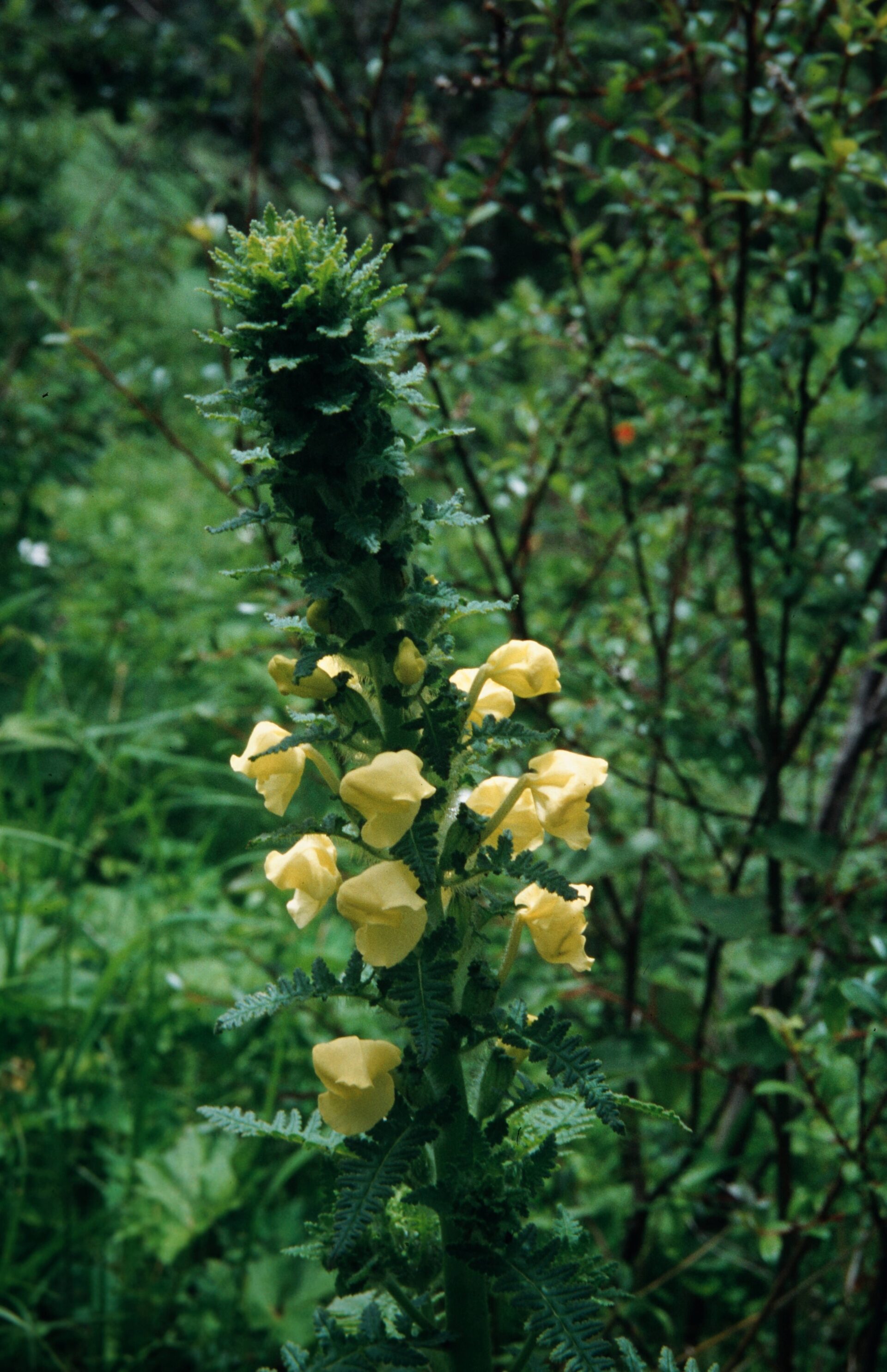 Pedicularis hoffmeisteri — Orobanchaceae