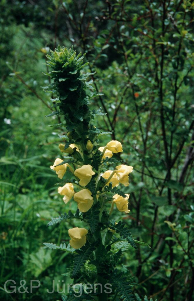 Nepal 99 885 ergebnis