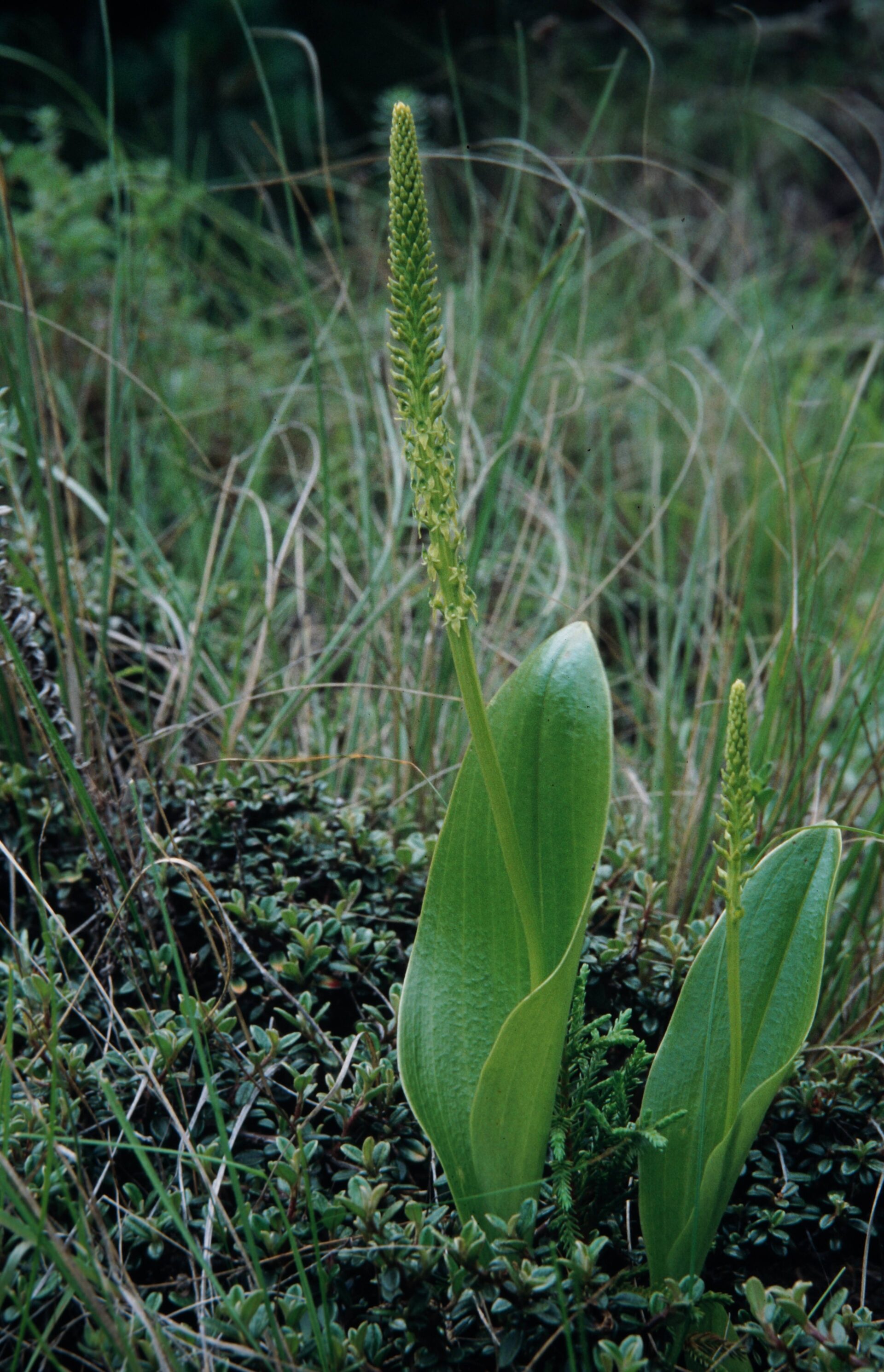 Dienia cylindrostachya — Orchideaceae