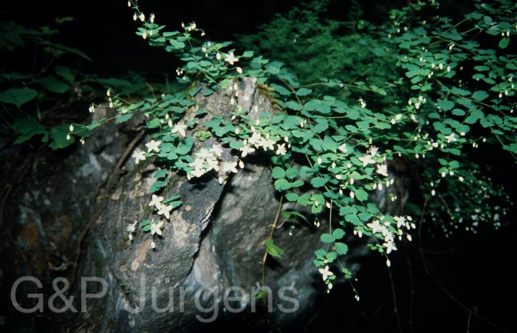Nepal 99 893 ergebnis