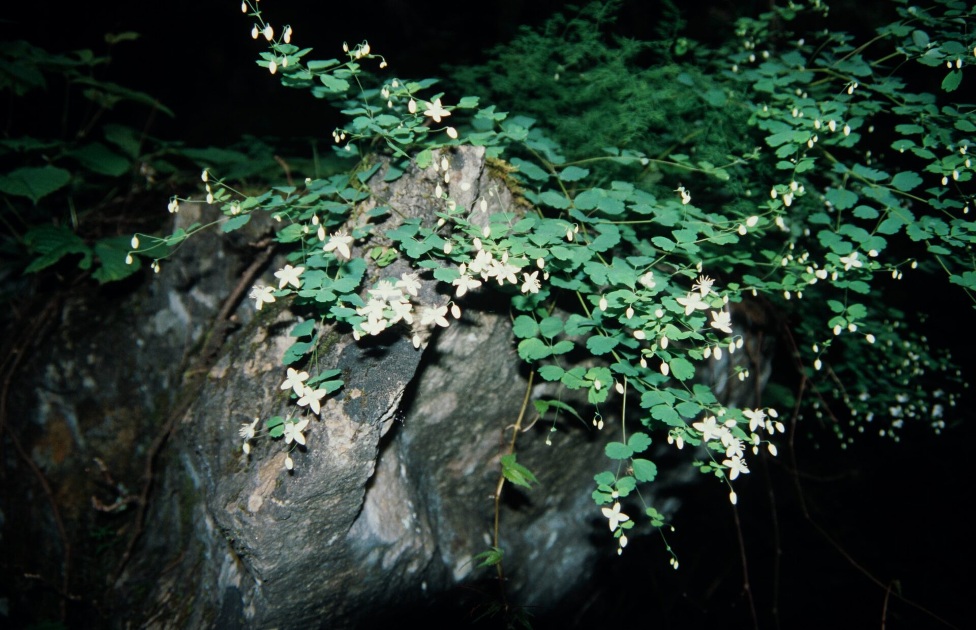Thalictrum virgatum — Ranunculaceae