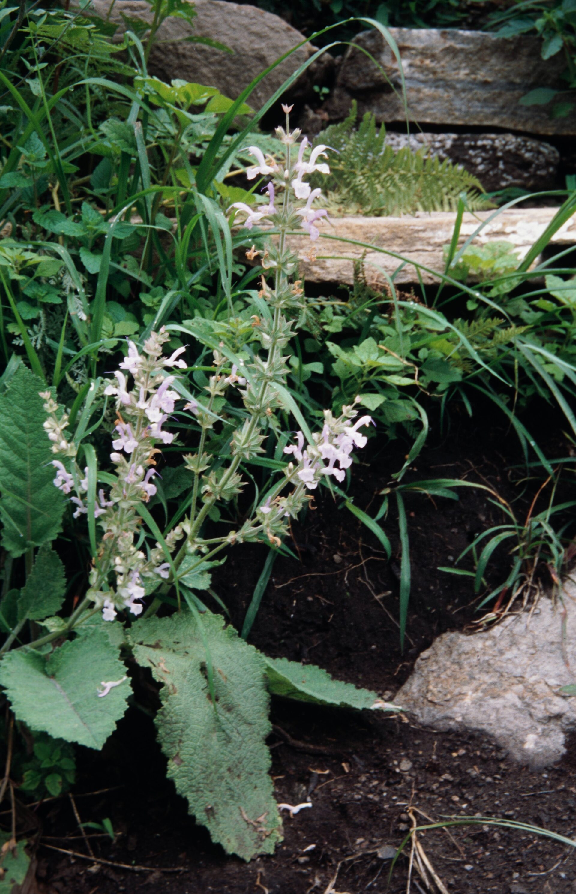 Salvia moorcroftiana — Lamiaceae