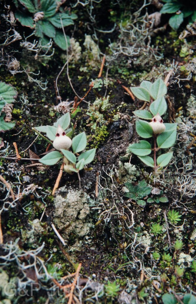 Nepal 99 917 ergebnis