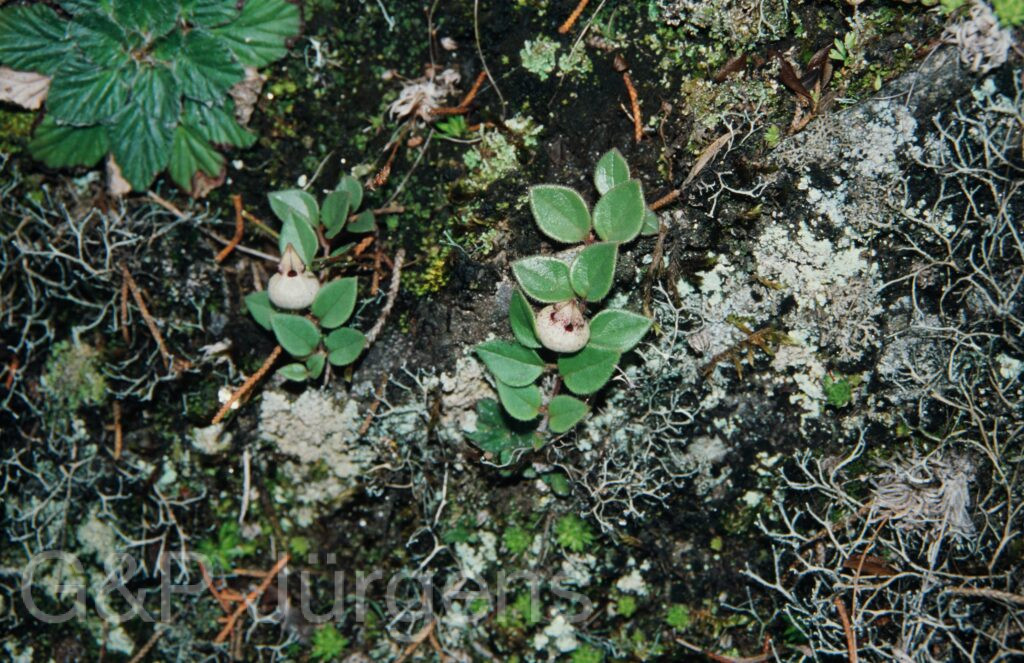 Nepal 99 918 ergebnis