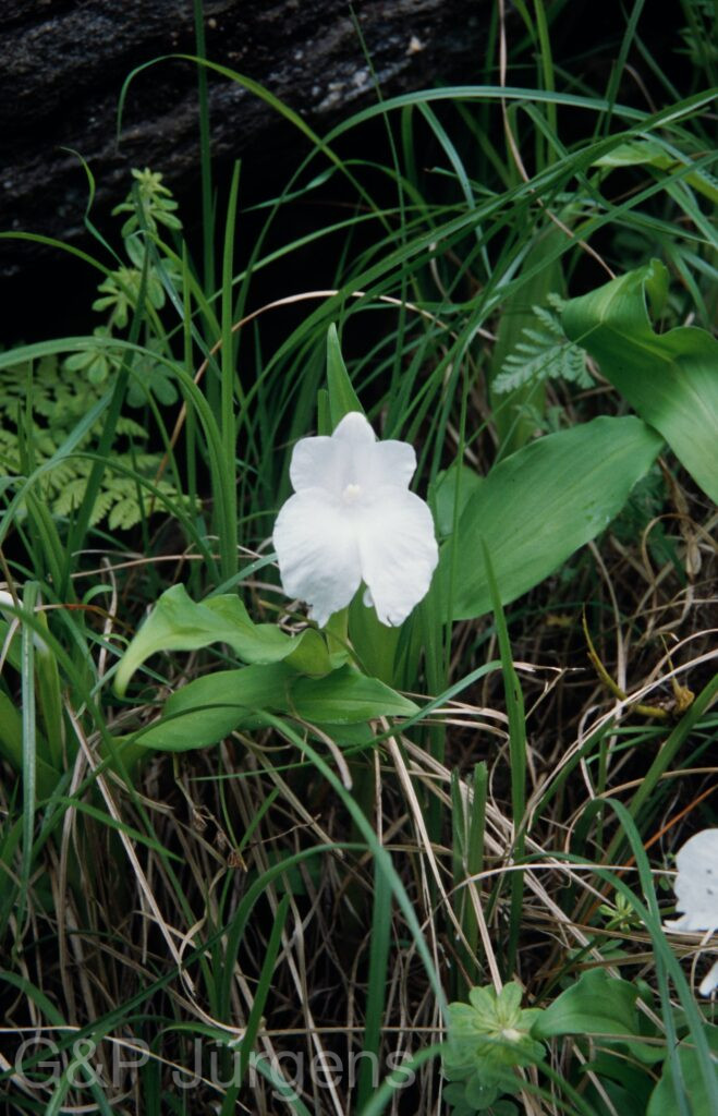 Nepal 99 923 ergebnis