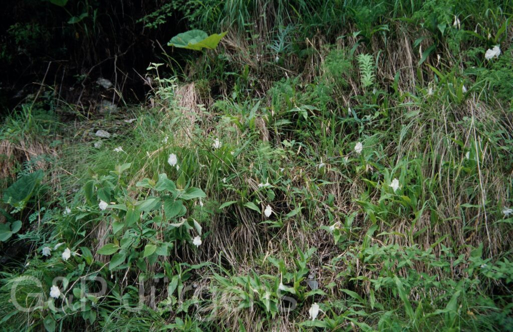 Nepal 99 925 ergebnis
