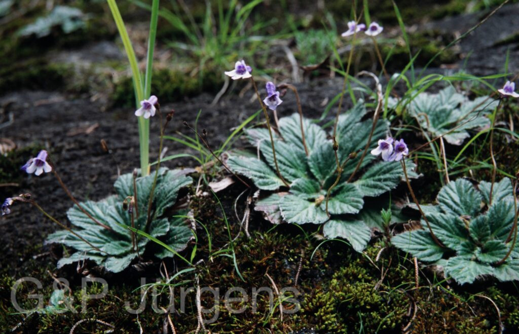 Nepal 99 927 ergebnis