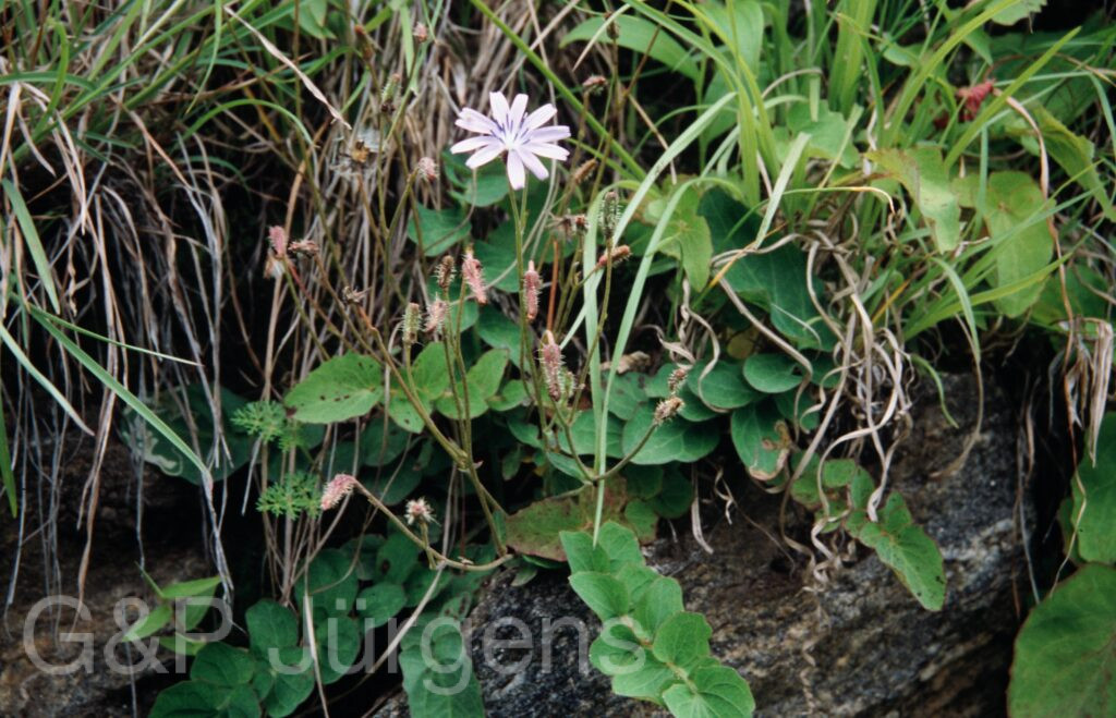 Nepal 99 928 ergebnis
