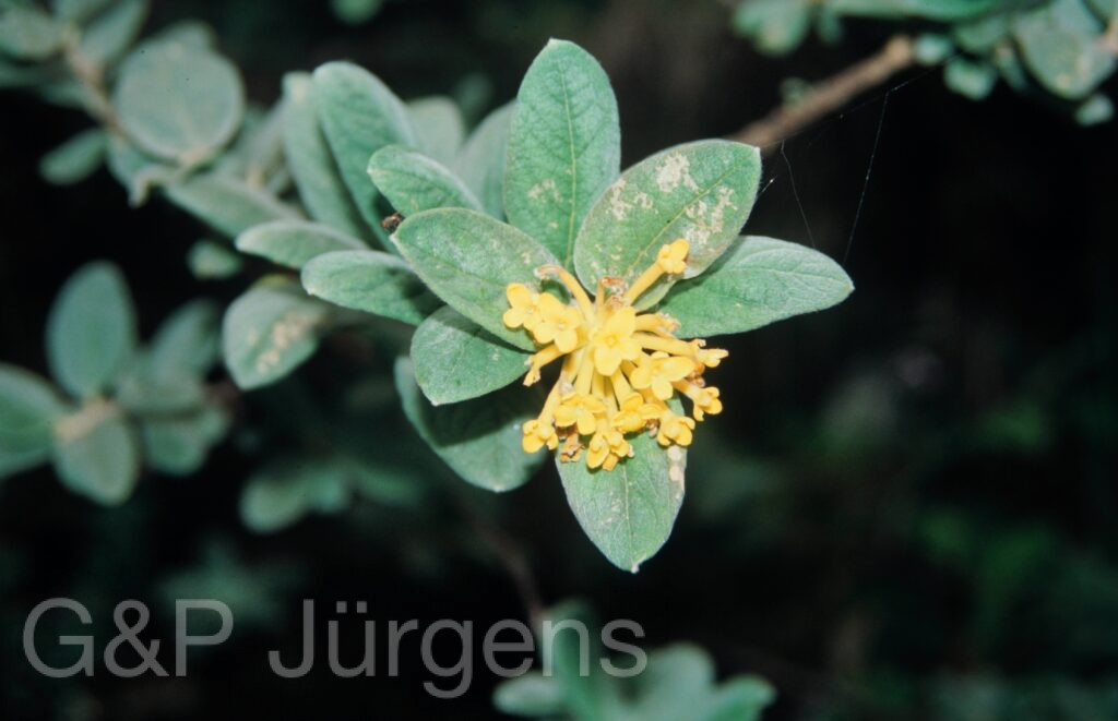 Nepal 99 935 ergebnis 1