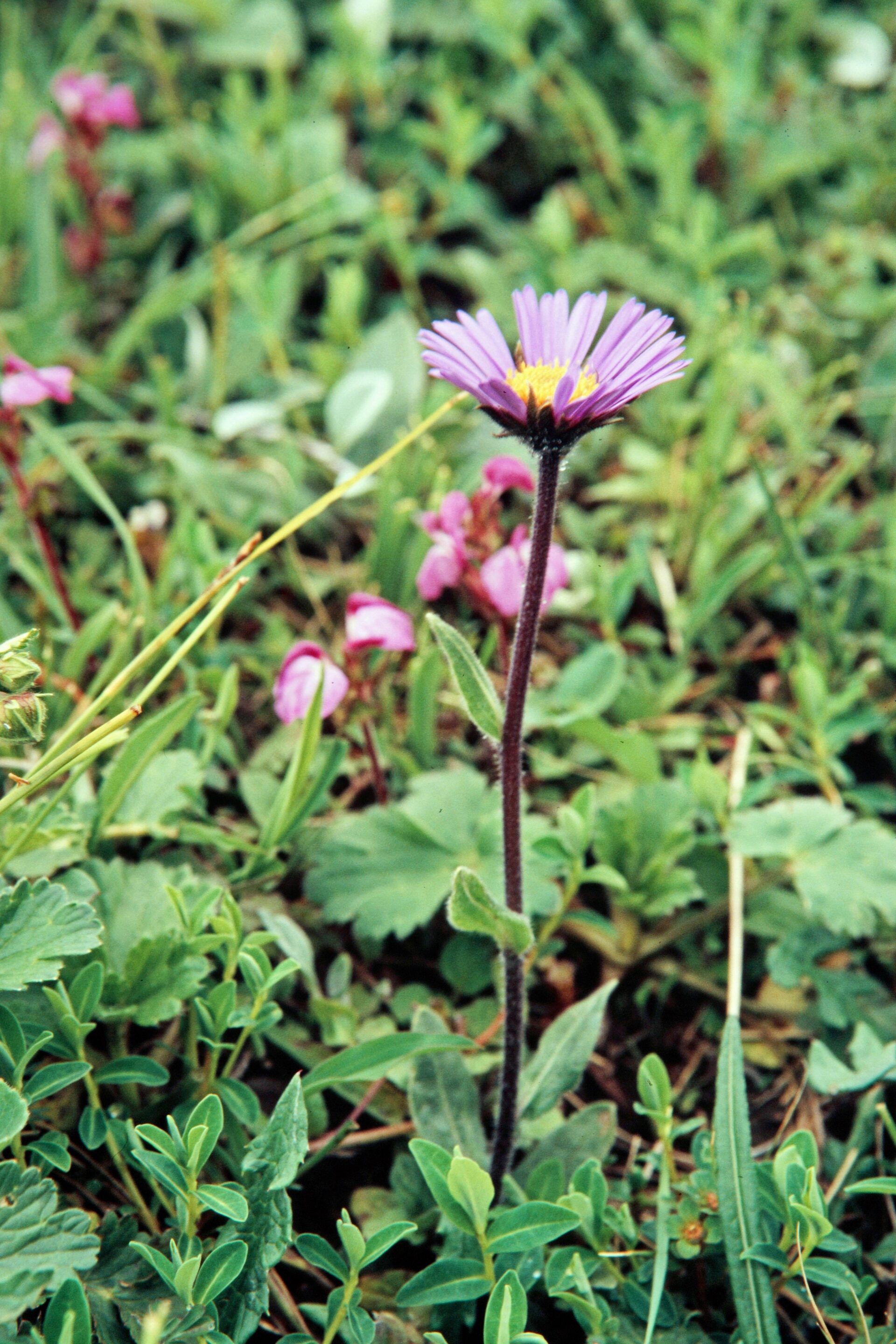 Aster flaccidus — Asteraceae