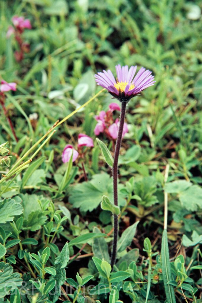 Garh 07 270 ergebnis