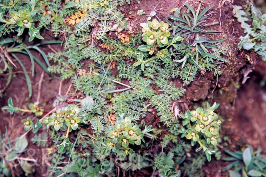 Garh 07 272 ergebnis