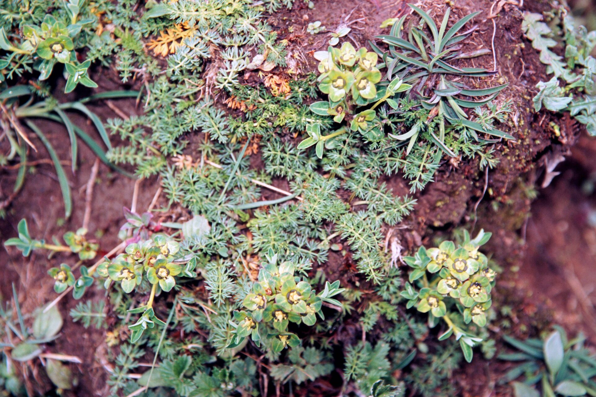 Euphorbia sharmae — Euphorbiaceae