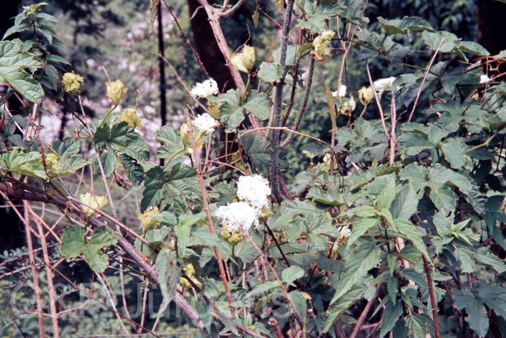 Garh 07 292 ergebnis