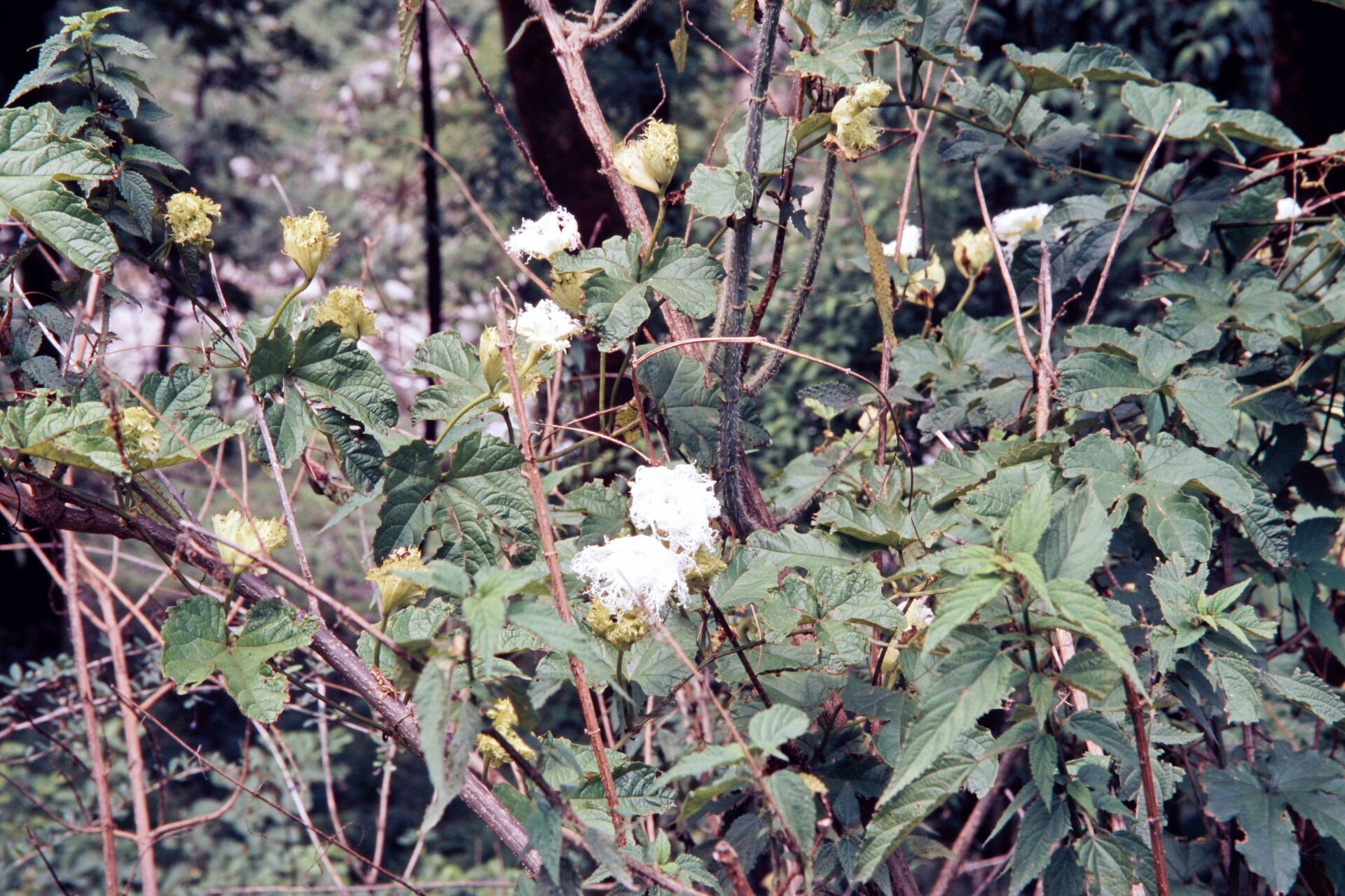 Trichosanthes tricuspidata — Cucurbitaceae