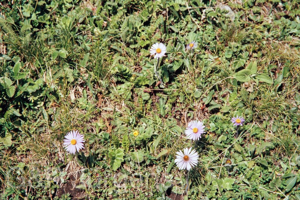 Garh 07 531 ergebnis