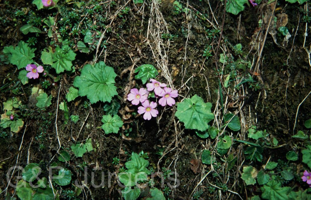 Nepal 2001 123 ergebnis ergebnis
