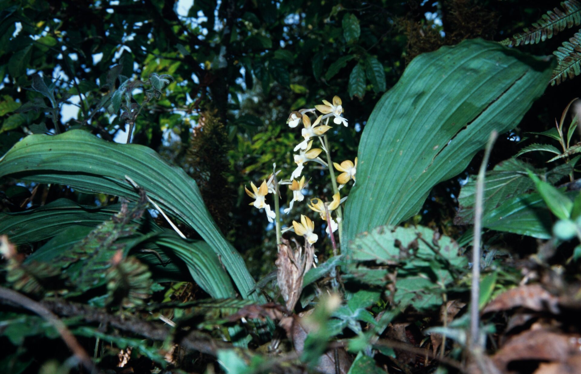 Calanthe chloroleuca — Orchideaceae