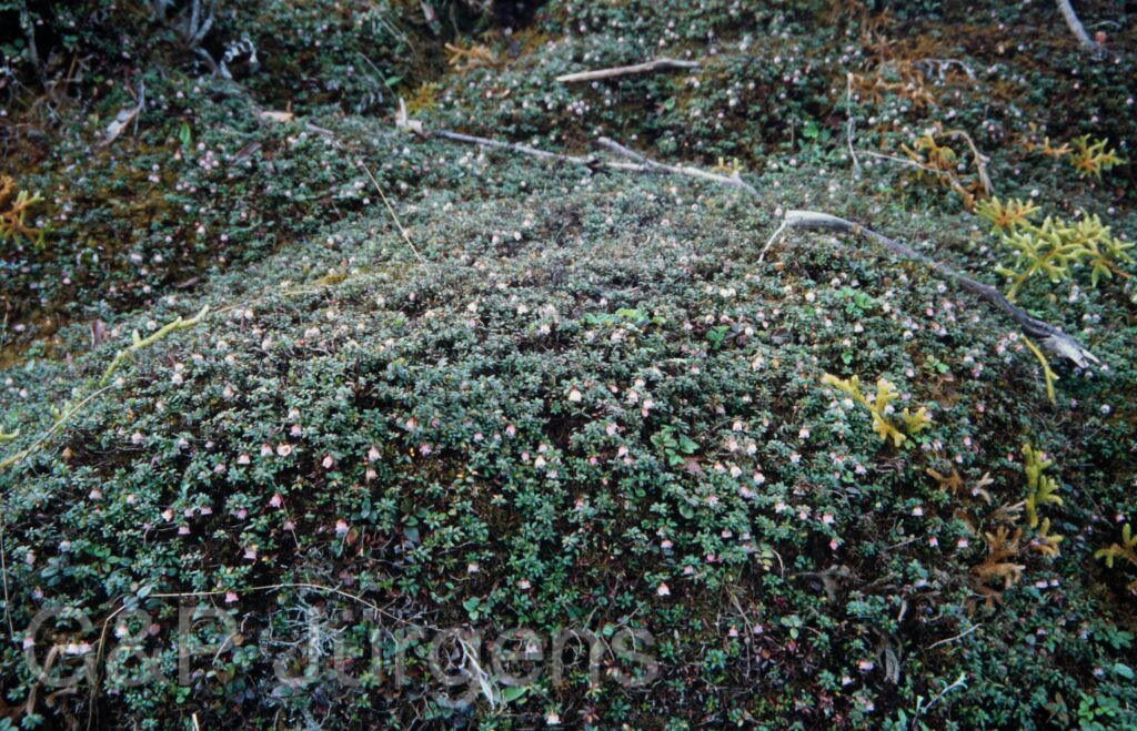Nepal 2001 411 ergebnis ergebnis
