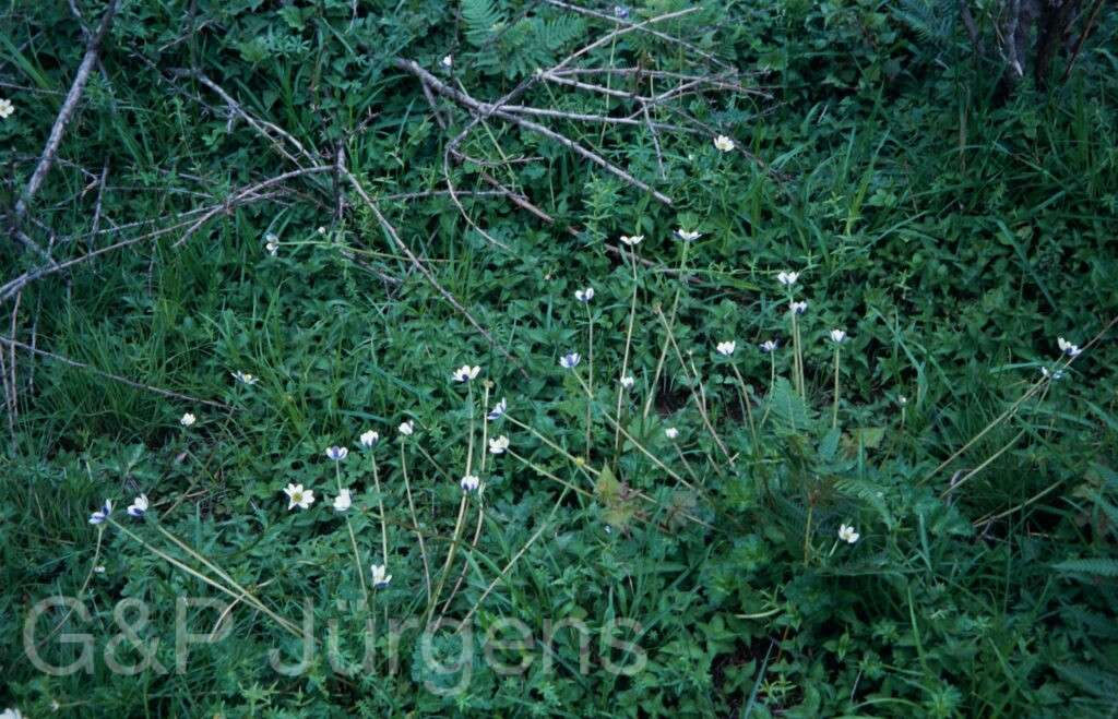 Nepal 2001 432 ergebnis ergebnis