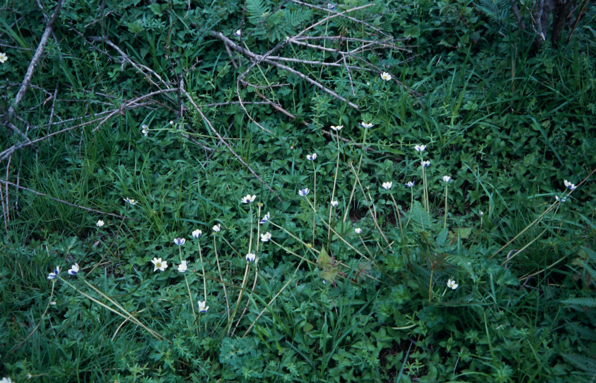 Anemonastrum elongatum — Ranunculaceae
