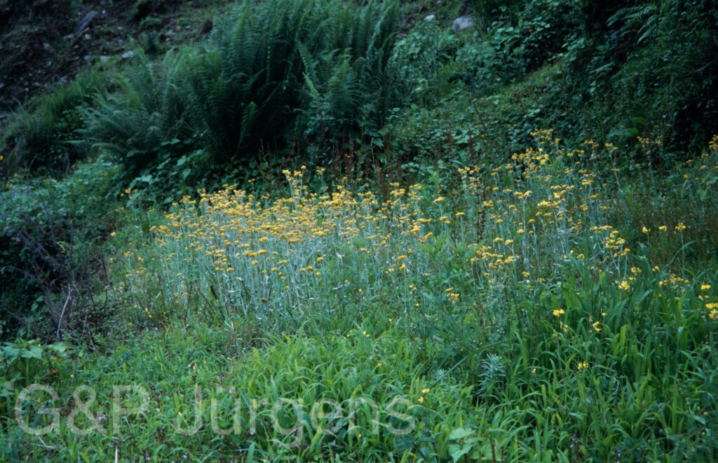 Nepal 2001 436 ergebnis ergebnis