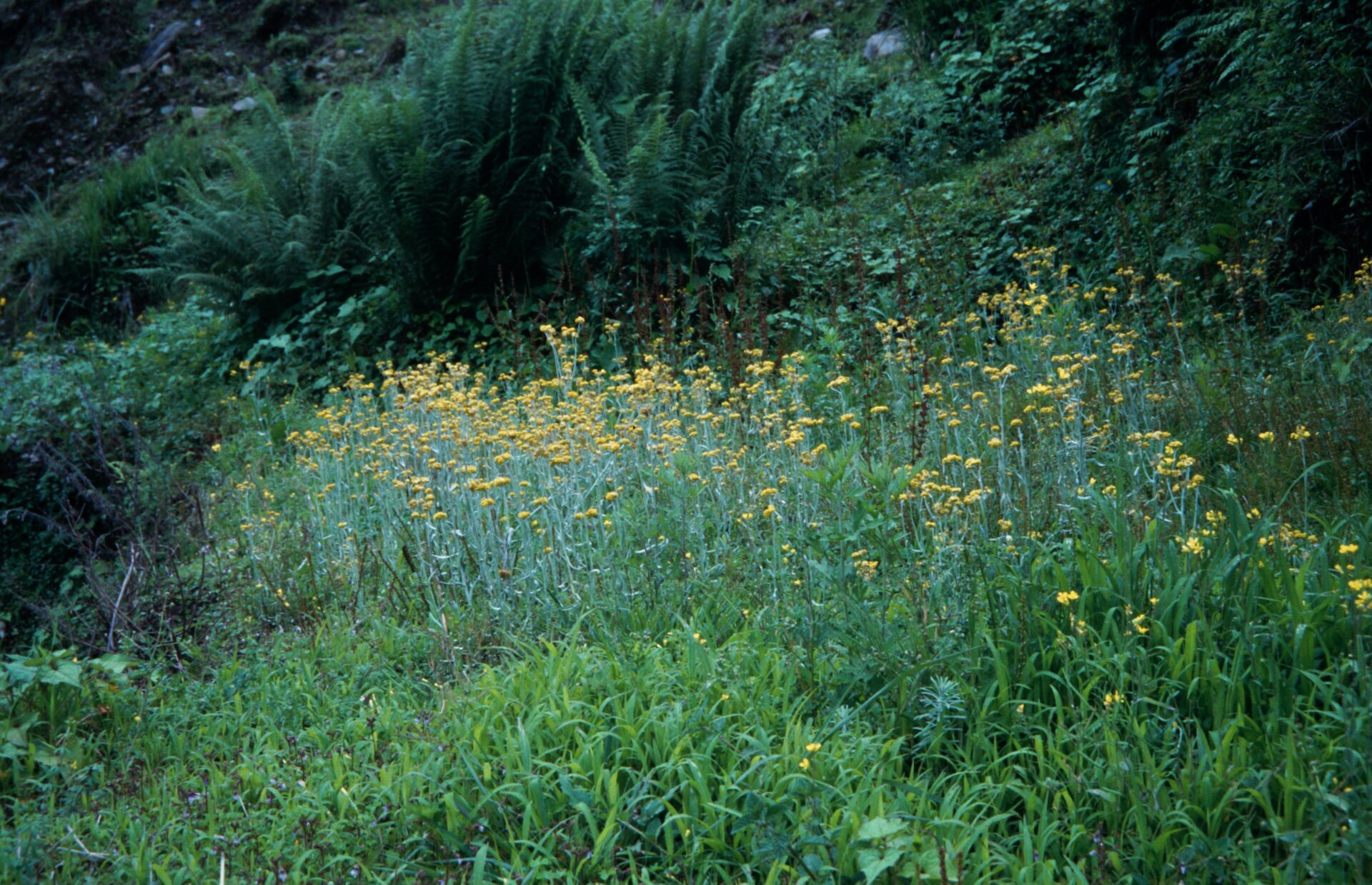 Pseudognaphalium affine — Asteraceae