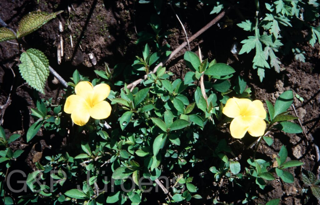 Nepal 2001 457 ergebnis ergebnis