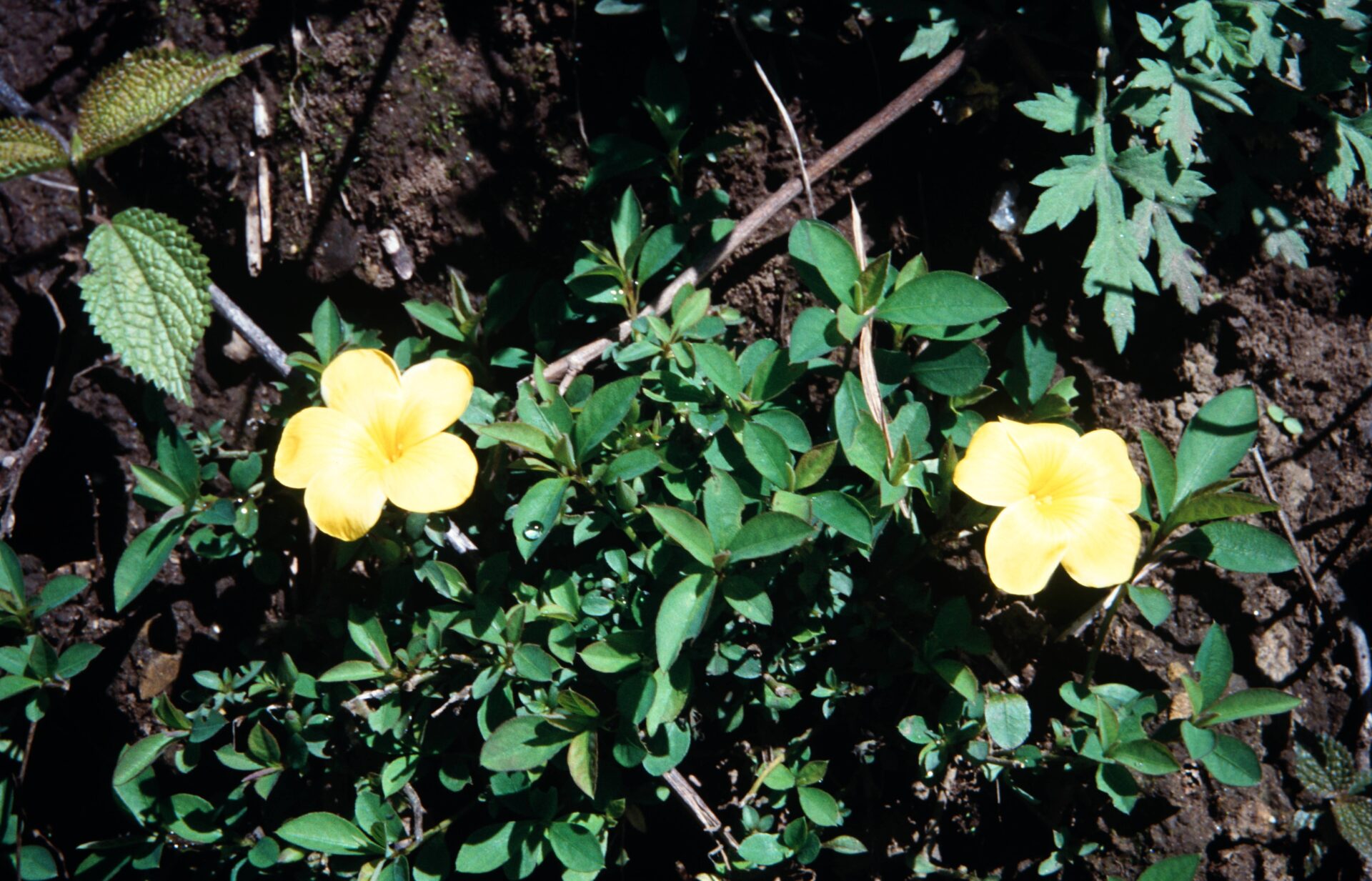 Reinwardtia indica — Linaceae