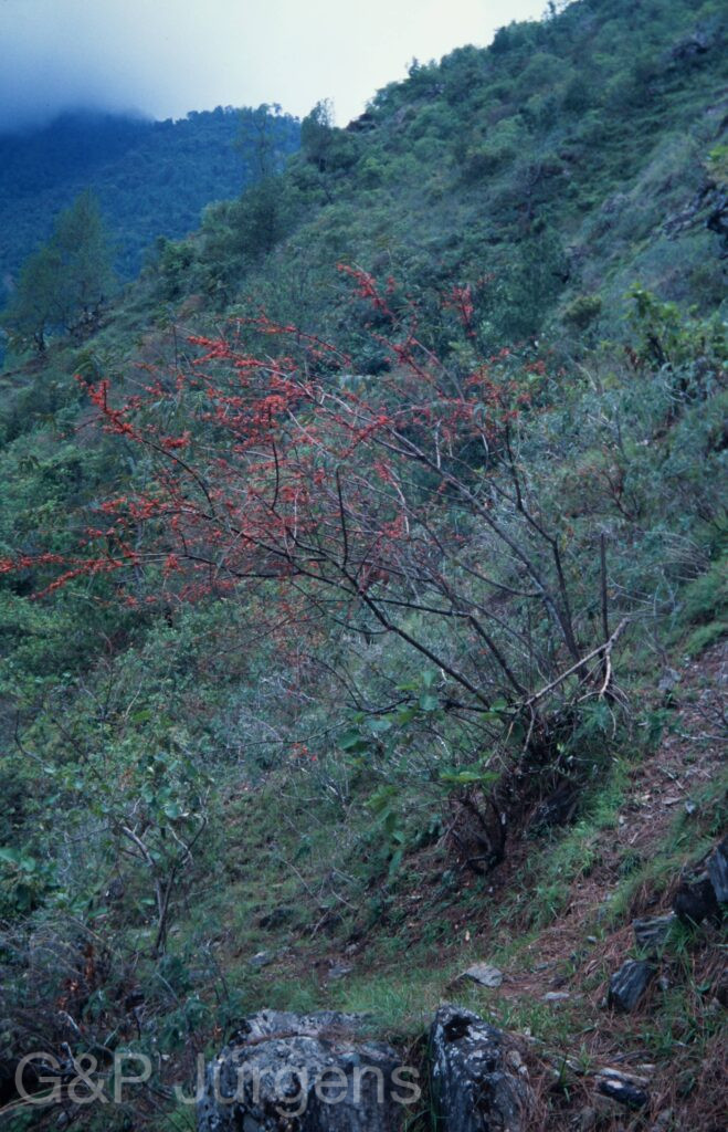 Nepal 2001 461 ergebnis ergebnis