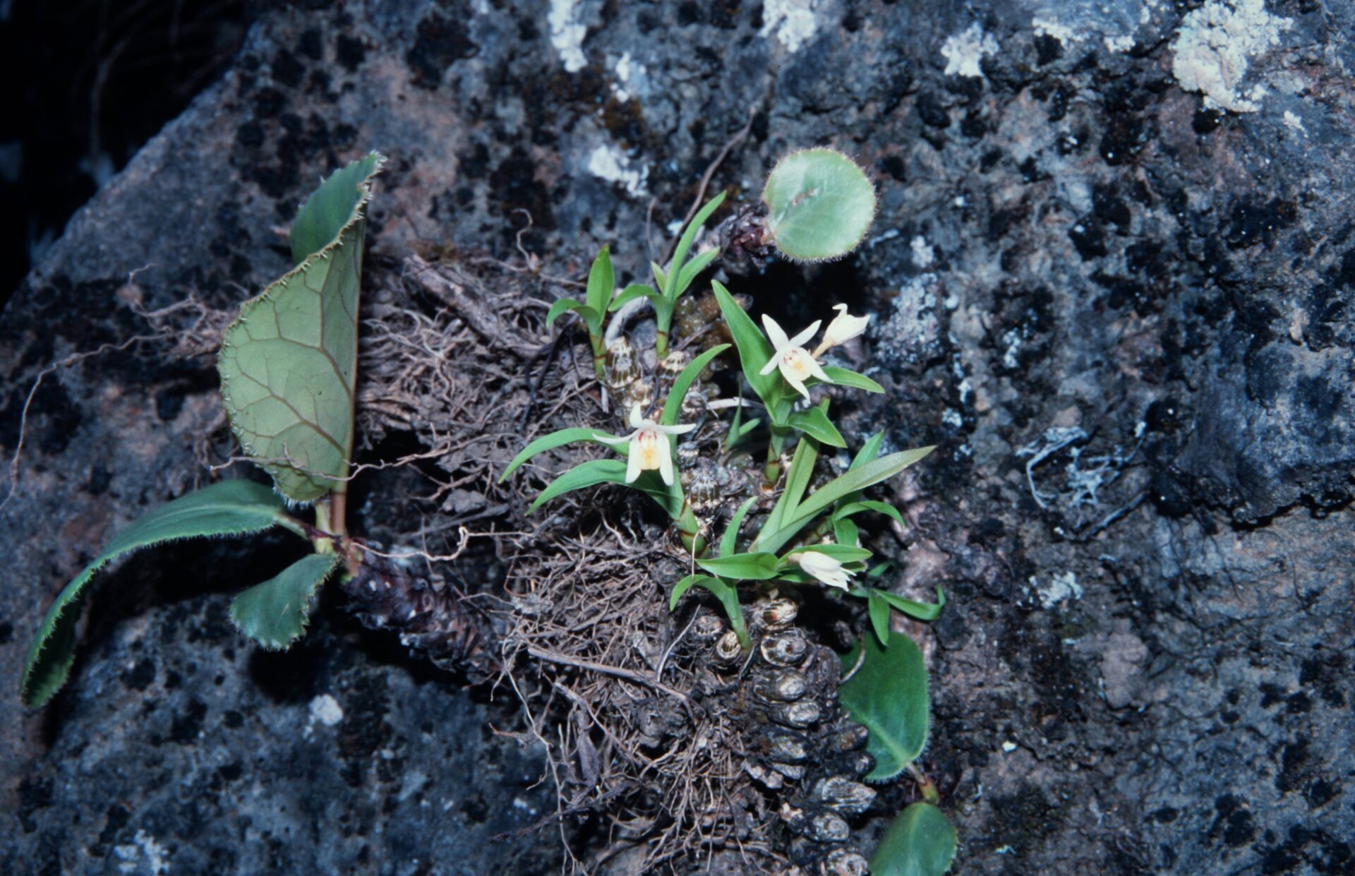 Pinalia leucantha — Orchideaceae